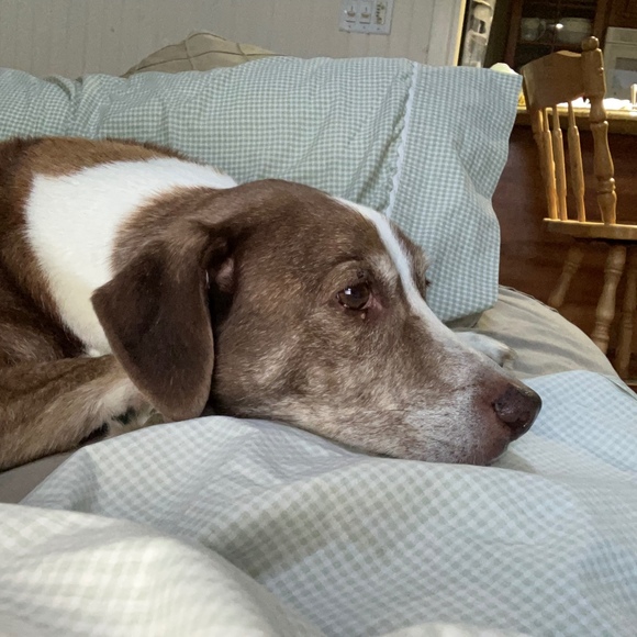 Meet your Posher, Allison - Picture 1 of 1